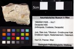 Foto (Objket + Etiketten) von Cyclothyreus sp. 